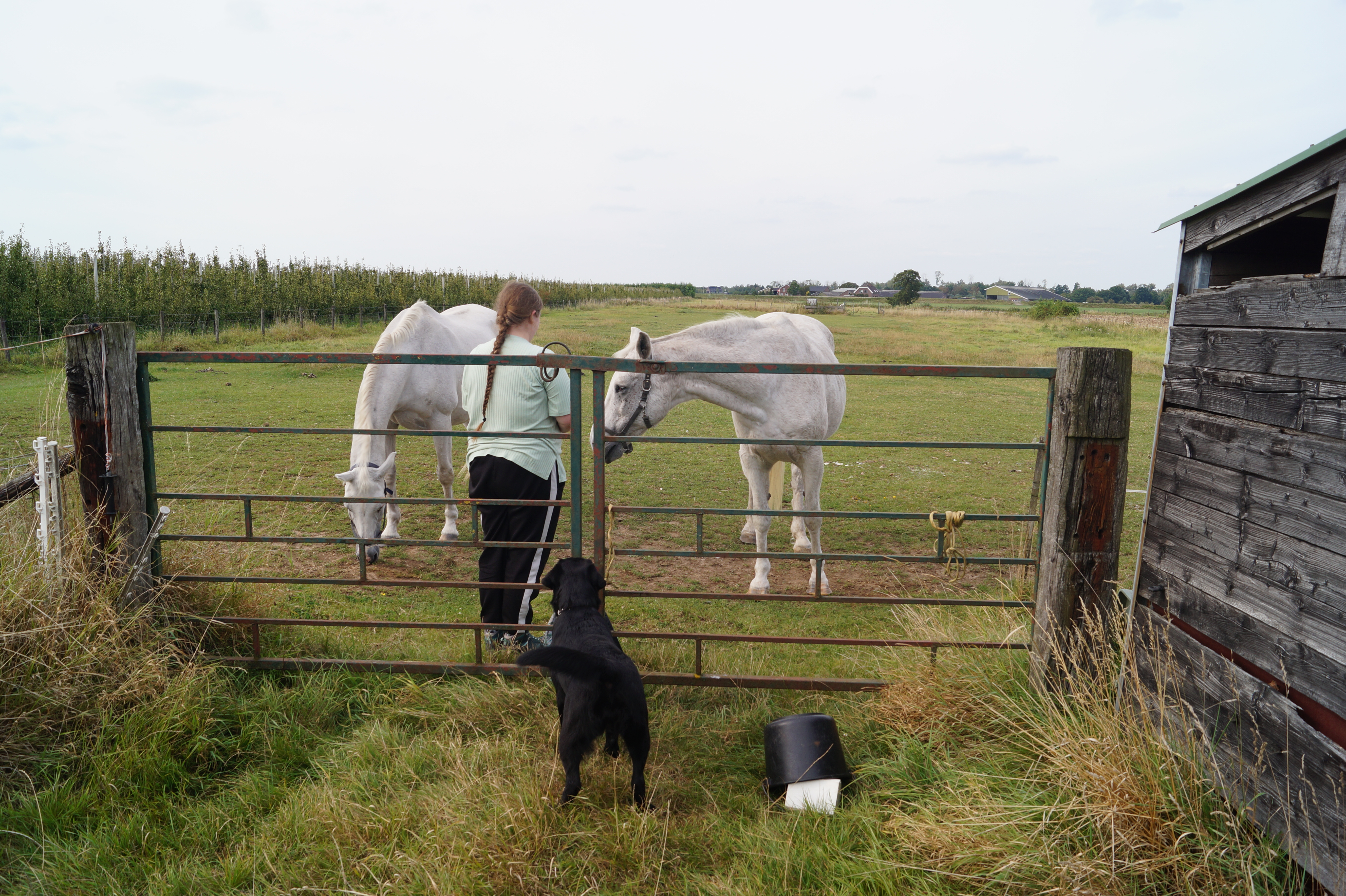 Tessa Verzorgpaarden